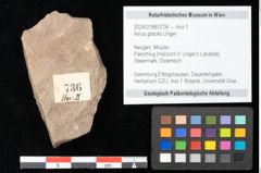 Foto (Objekt + Etikett) von Alnus gracilis Unger (NHMW-GEO-2024-0188-0736)